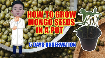 How to Grow Mongo Seeds in a Pot | Five Days Observation