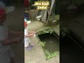 strike maning, hore Ibra bocil mancing dikolam dapat nila babon #shorts