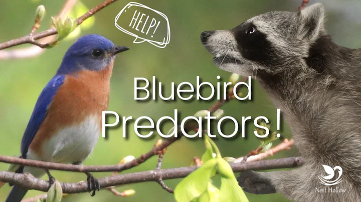 Safeguarding Bluebirds: Defending Against Common Nest Box Predators