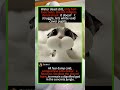 🛁💦 Cat’s Epic Foam Bath Moment! #CatBath #FunnyCats