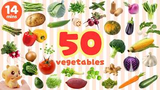 Learn 50 Vegetables for Kids | First Words for Babies | English Vocabulary | Speech Therapy Kids