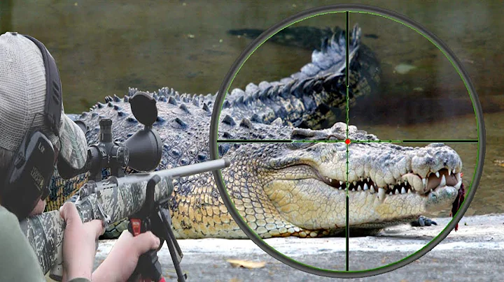 Hunting the African Nile crocodile with snipers, Part Three - DayDayNews