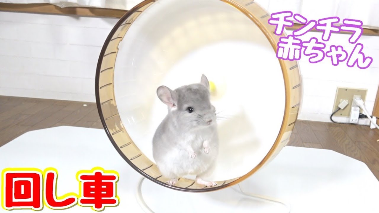 巨大カラカラで遊ぶチンチラの赤ちゃんが可愛い!!