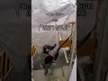 サバゲーがやりたくなるOP風動画【Part7】　#airsoft #サバゲー #モアヨロ