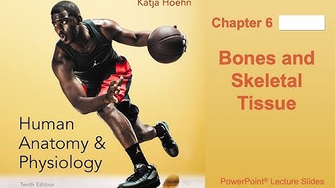 Anatomy and Physiology Ch. 6 Notes Bones and Skeletal Tissue Part 1