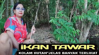 iKAN TAWAR'mancing pagi di kolam hutan pedesaan,tarikan ya terlihat jelas