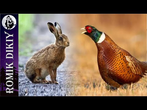 Видео: Охота на зайца и фазана. Ноябрь 2023г