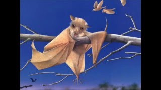 Stellaluna Book Trailer