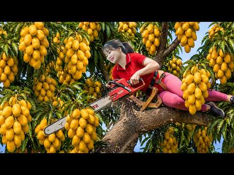 Harvesting Rare Marian Mango Plums, Giant Snail & to Sell | Traditional Mountain Village Life