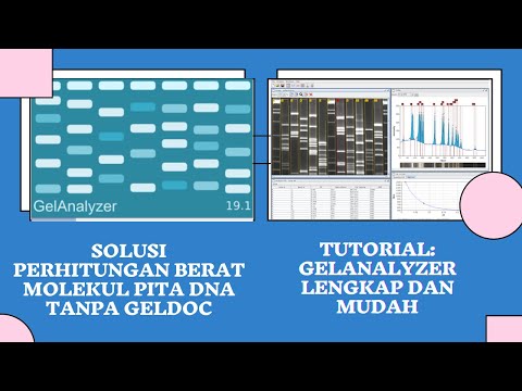 Video: Berapa ukuran pita DNA?