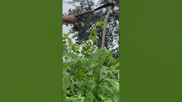 Tôi làm con dao quắm phát rẫy bằng thép ốc vít máy bay chặt cây như chặt chuối vậy