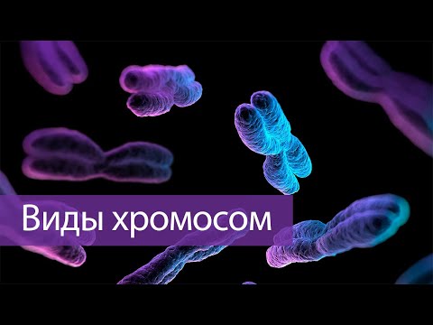 Видео: Та хромосом олох уу?
