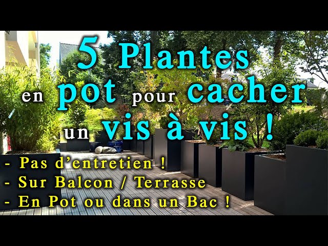 5 Plantes à Mettre en Bac comme Brise Vue ! (sur balcon/terrasse