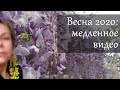 Расслабляющее видео: варненская весна. Как выглядит тёплый апрель у Чёрного моря?