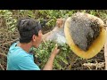 Amazing Man Take A Honeybees || Life of Natural Foods