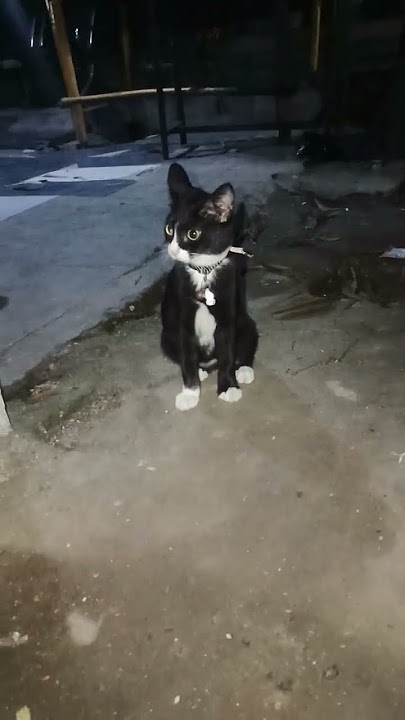 ekspresi kucing cimi mau maen tapi ga ada temennya #kucing #shortvideo #short #lagu #music #cat