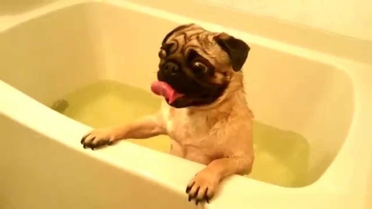 パグ 犬 ぶぅ おもしろ動画 初めてのお風呂 Dog Pug パグ パグ犬 おもしろパグ