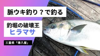 傳八屋 シラサ誘いでヒラマサ連発 脈ウキ釣り なども実践 Youtube 傳八屋 シラサ誘いでヒラマサ連発 脈ウキ釣り なども実践 Youtube