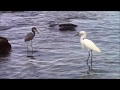 Tri-colored Heron and Snowy Egret Fishing Together