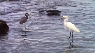 Tri-colored Heron and Snowy Egret Fishing Together