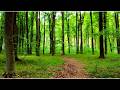Forest Birds Ambience 4K | Relaxing Nature Sounds for Sleep, Study &amp; Relaxation | 2 Hours