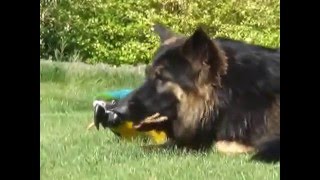 Parrot & Dog playing with a stick