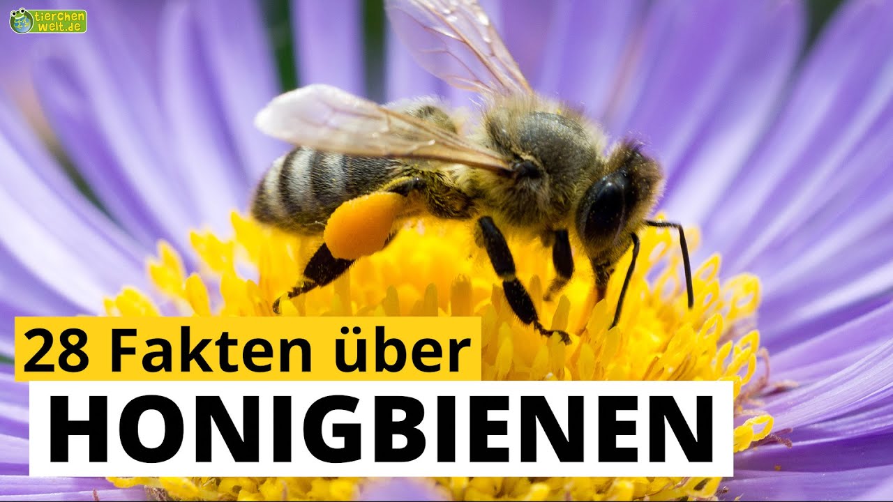 28-steckbrief-fakten-ber-honigbienen-doku-wissen-ber-tiere-f-r
