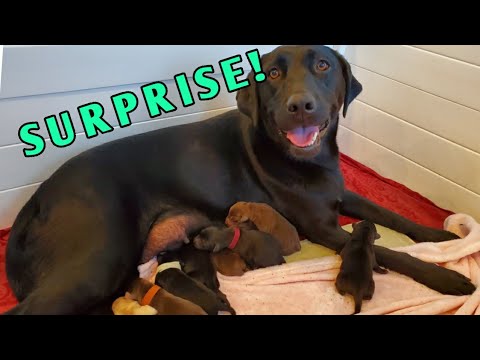 Video: Ar šunys gimė be dantų?
