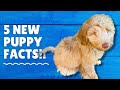 5 Things PUPPY PARENTS Need to Know!