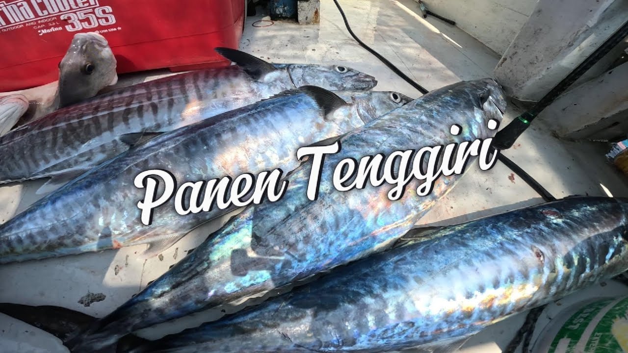 Panen Tenggiri,, semua strike..