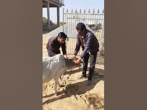 Animal rescue by animal ngo team - 889 | Animal ngo | cow 