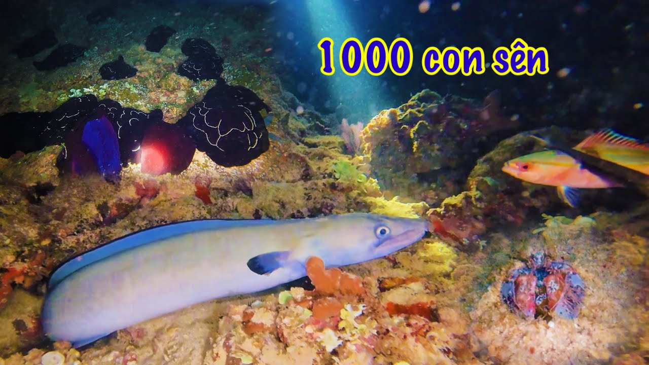 Run Sợ Khi Đi Lạc Vào Khu Hàng 1000 Con Sên Biển Sinh Sản | 2 Anh Em Nhứ Bắt 1 Con Lương To