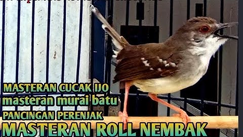 Masteran Prenjak Vs Ciblek Gacor dor Brem Rapat Tanpa Jeda