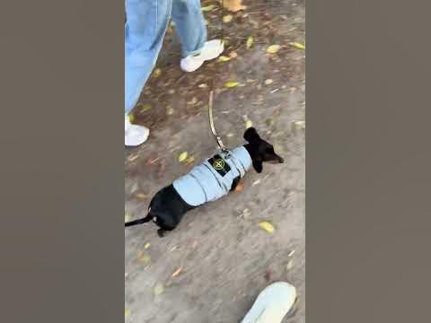 #стоник #стонайланд #пес - YouTube