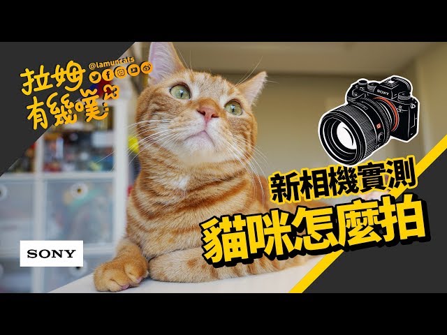 ►拉姆有幾噗◄ 貓咪怎麼拍才可愛？新相機貓眼追蹤 // SonyA7M3 ♤