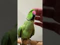 ترويض الدره الهندي وتعليمها الكلام ذكر دره يبلغ من العمر سنتين ماشاءالله