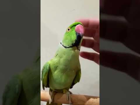 ترويض الدره الهندي وتعليمها الكلام ذكر دره يبلغ من العمر سنتين ماشاءالله