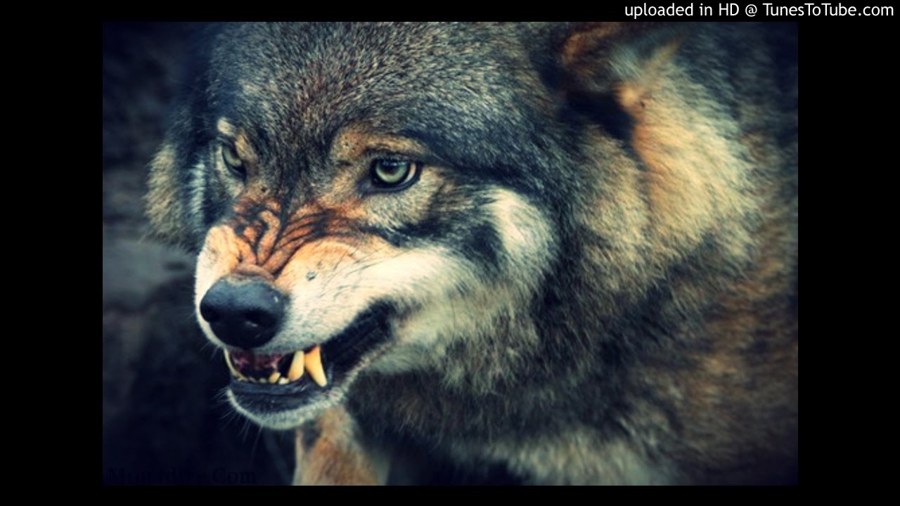 Что такое волчья пасть фото