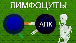 Лимфопоэз | Medanatfarm