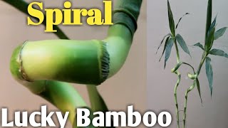 How to Create Your Own Spiral Lucky Bamboo - Laidback Gardener