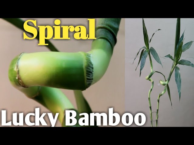 How to grow and care Spiral Lucky Bamboo Plant