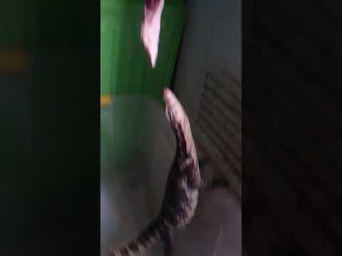 camera iphone 8 plus apk Salvator makan