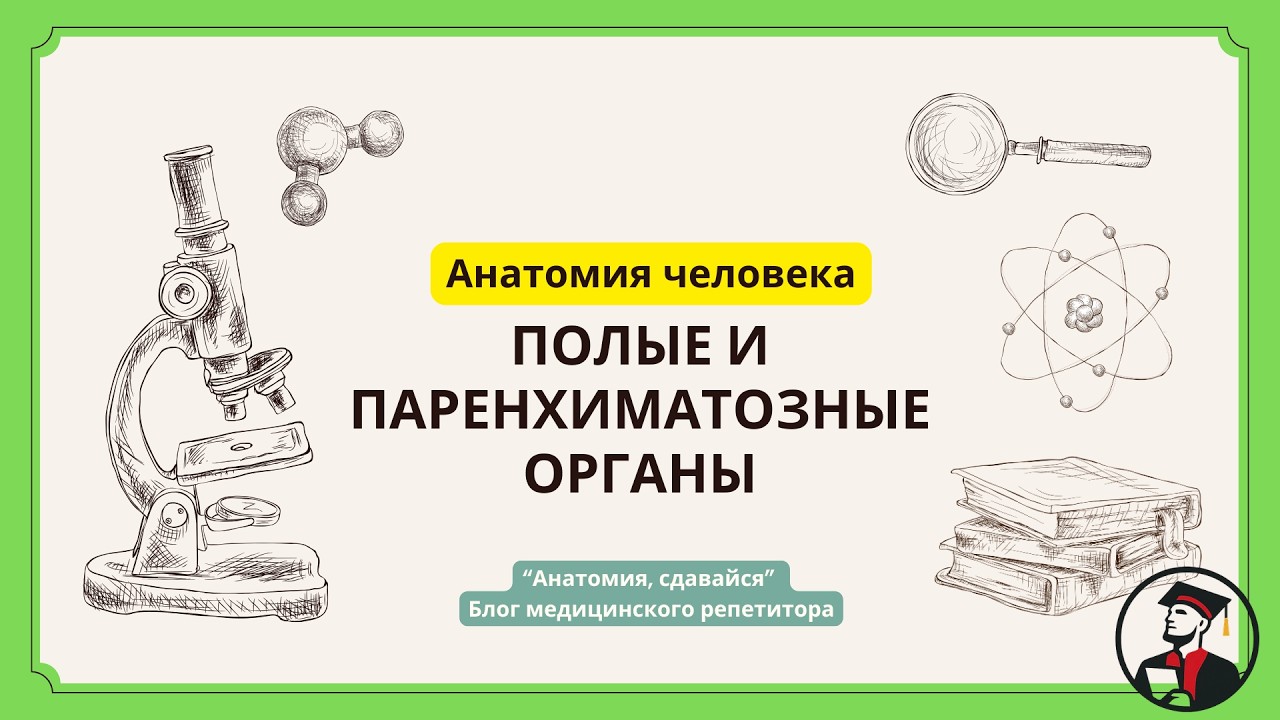 Понятие полых и паренхиматозных органов. Как понять спланхнологию в 2 раза быстрее?  #анатомия