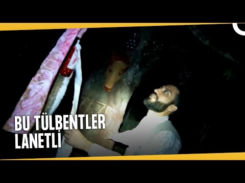 Belalı Dilekler Ormanı | Dabbe 4: Cin Çarpması