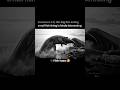 Seedance 2.0, this big fish eating small fish thing is kinda interesting #viral