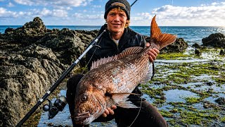 NZ Rock Fishing For HUGE Snapper Mullet Netting