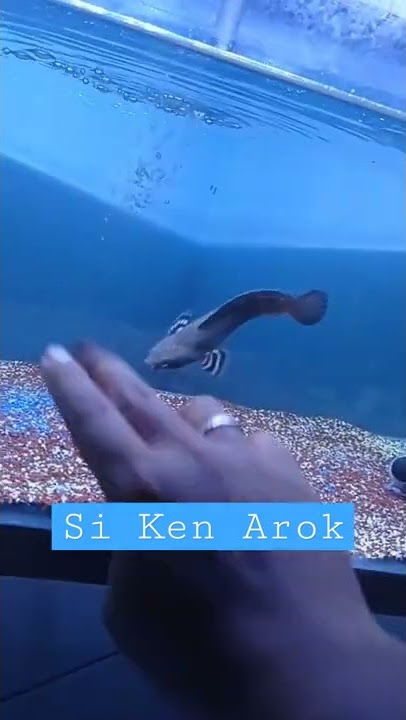 'Ken Arok' Flaring zone guys.... || #chana #chanabluepulchra #predatorfish #shorts #ikanhias