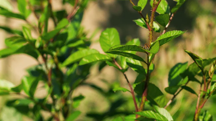 4K Raw Test 2 - Canon 5D Mark III - Magic Lantern