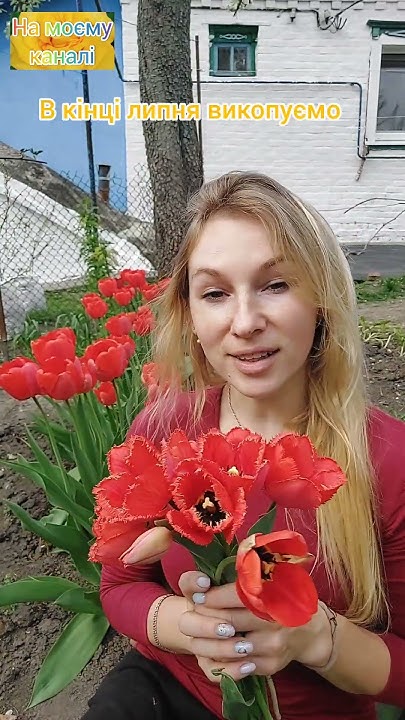 Чому перестали квітнути тюльпани #garden #люльпани #квіти #сад #садовод ...