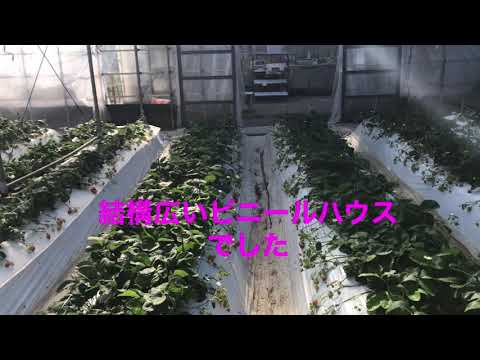 竹ノ内観光農園の動画